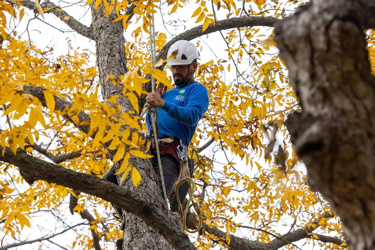 Skilled Tree Trimming crew working in Limestone